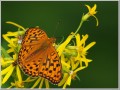 ヒョウモンチョウ