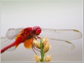 ショウジョウトンボ