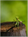 ハラビロカマキリ