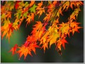 2013年紅葉