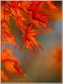 2013紅葉
