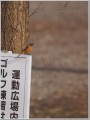 ジョウビタキ