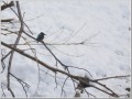 カワセミ カワセミ