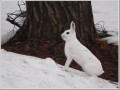 ウサギ