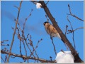 ウソ ウソ