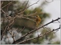 カワラヒワ カワラヒワ