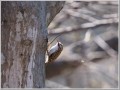キバシリ キバシリ
