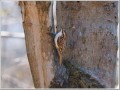 キバシリ キバシリ