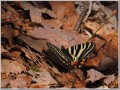 ギフチョウ