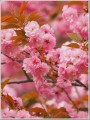 八重咲きの桜
