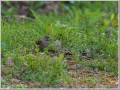 カワラヒワ幼鳥 カワラヒワ幼鳥
