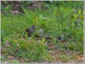 カワラヒワ幼鳥