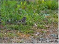 カワラヒワ幼鳥 カワラヒワ幼鳥