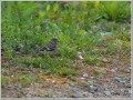 カワラヒワ幼鳥