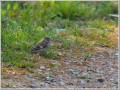 カワラヒワ幼鳥