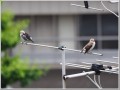 コムクドリ コムクドリ