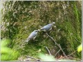 ゴジュウカラ ゴジュウカラ