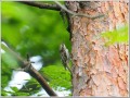キバシリ キバシリ