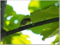 ヤマガラ