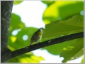 ヤマガラ ヤマガラ