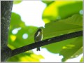 ヤマガラ ヤマガラ