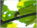 ヤマガラ ヤマガラ