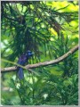 サンコウチョウ