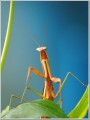 カマキリ