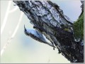 キバシリ キバシリ