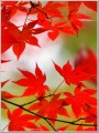 20141109紅葉