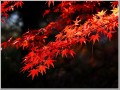 20141108紅葉