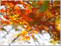 20141116紅葉