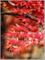 20141116紅葉