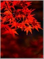 20141122紅葉