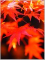 2014紅葉