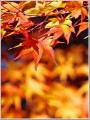 2014紅葉