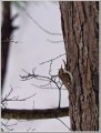 キバシリ
