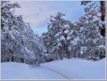 20150112雪景 20150112雪景