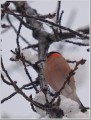ウソ