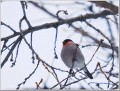 ウソ ウソ