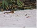 カワラヒワ カワラヒワ