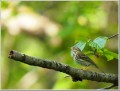 ビンズイ