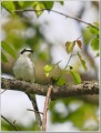 サンショウクイ