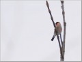 ウソ ウソ