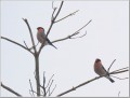 ウソ ウソ