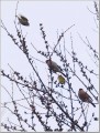 ウソとマヒワ