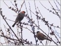 ウソ
