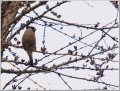 ウソ