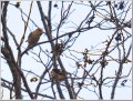 シメ