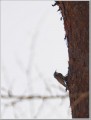 キバシリ